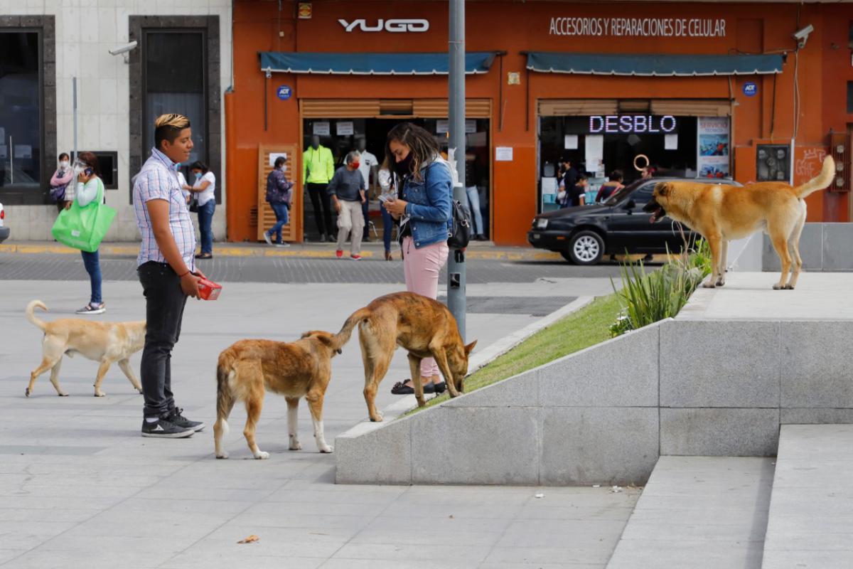 Trabaja Pachuca en control digno de perros callejeros