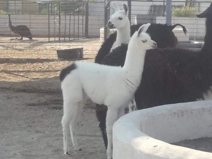 Nacen tigres, papiones y una llama en Bioparque Tizayocan