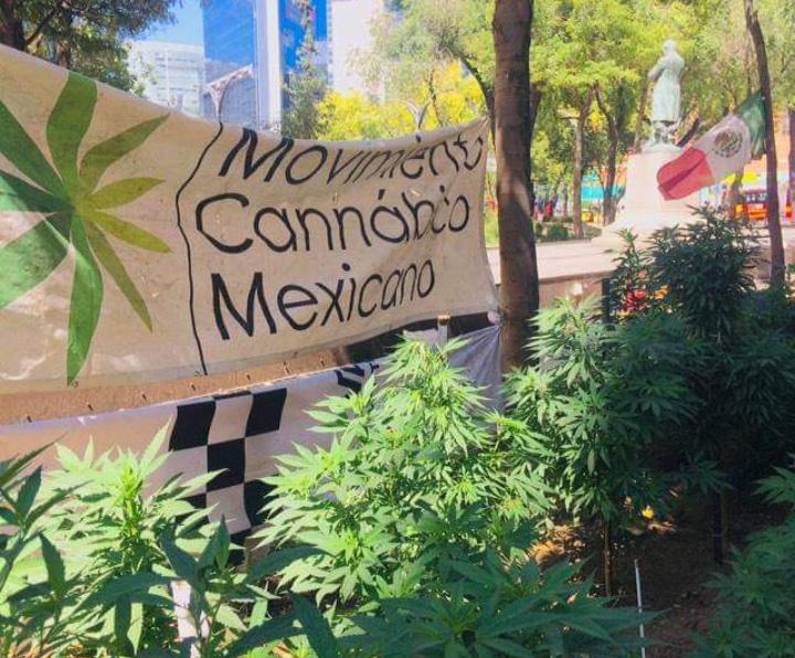 Movimiento Cannabis México