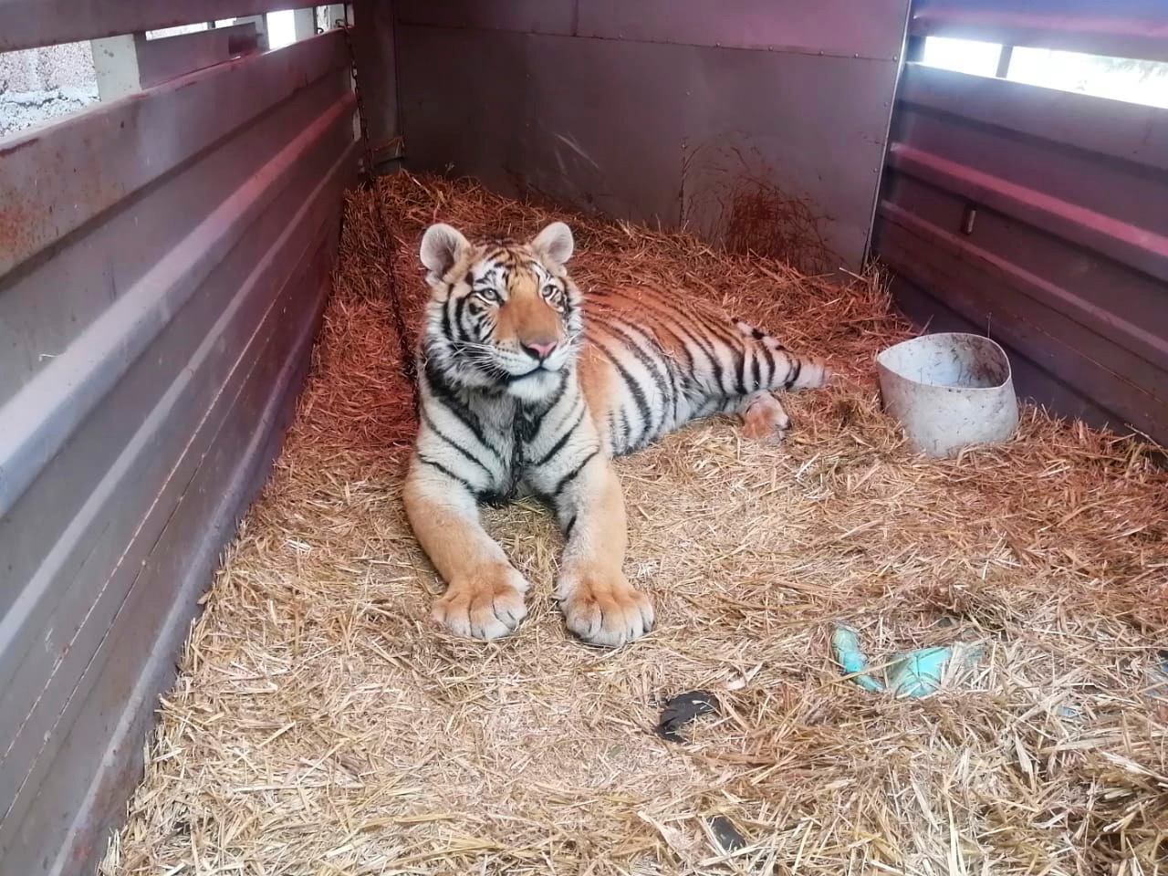 Aseguran a tigre que causó pánico en Cuautepec