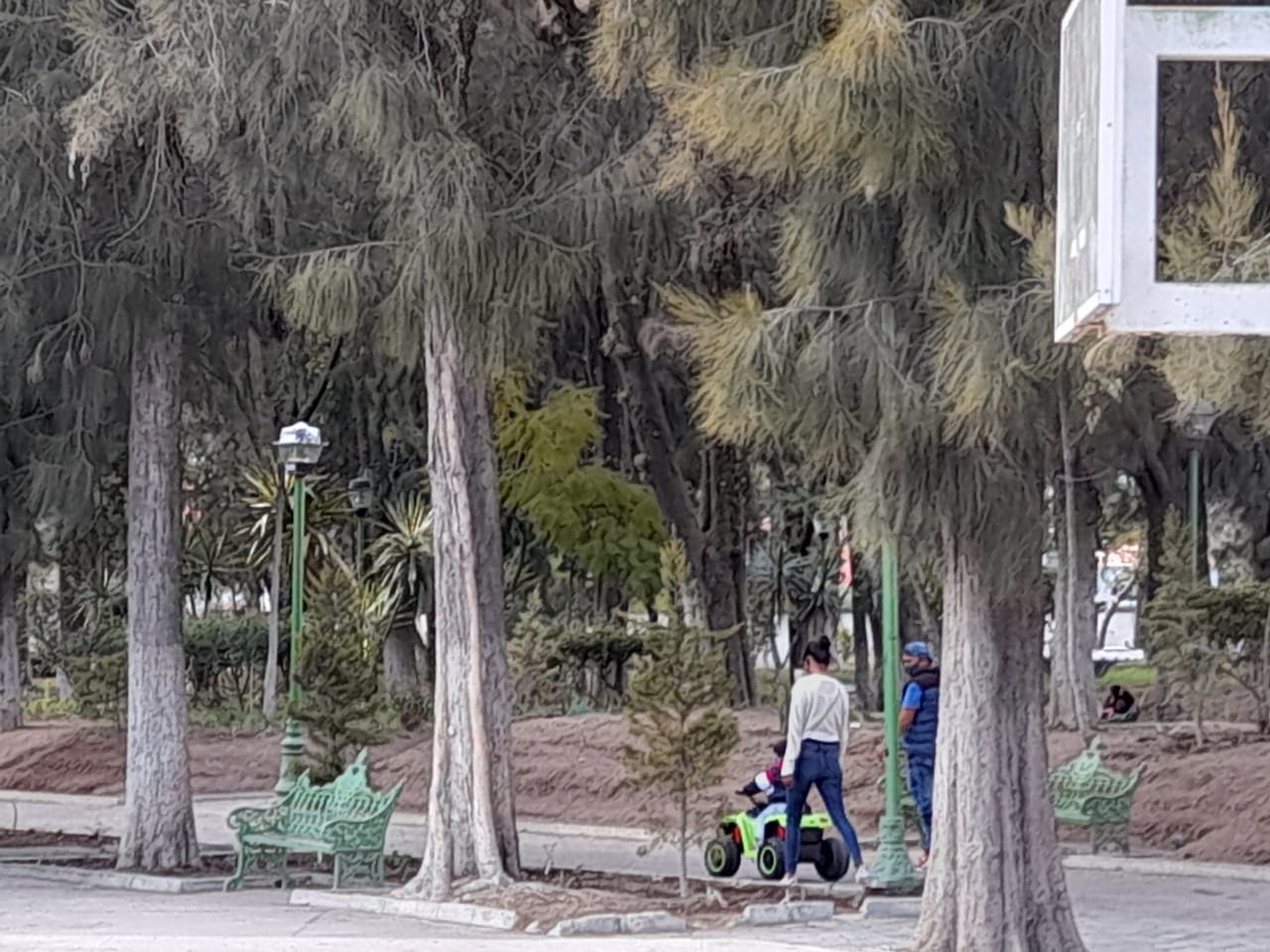 Derribarán árboles en Pachuca para frenar plaga del insecto descortezador