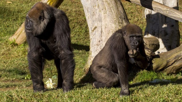 Dos gorilas dan positivo a Covid19 en zoológico de San Diego