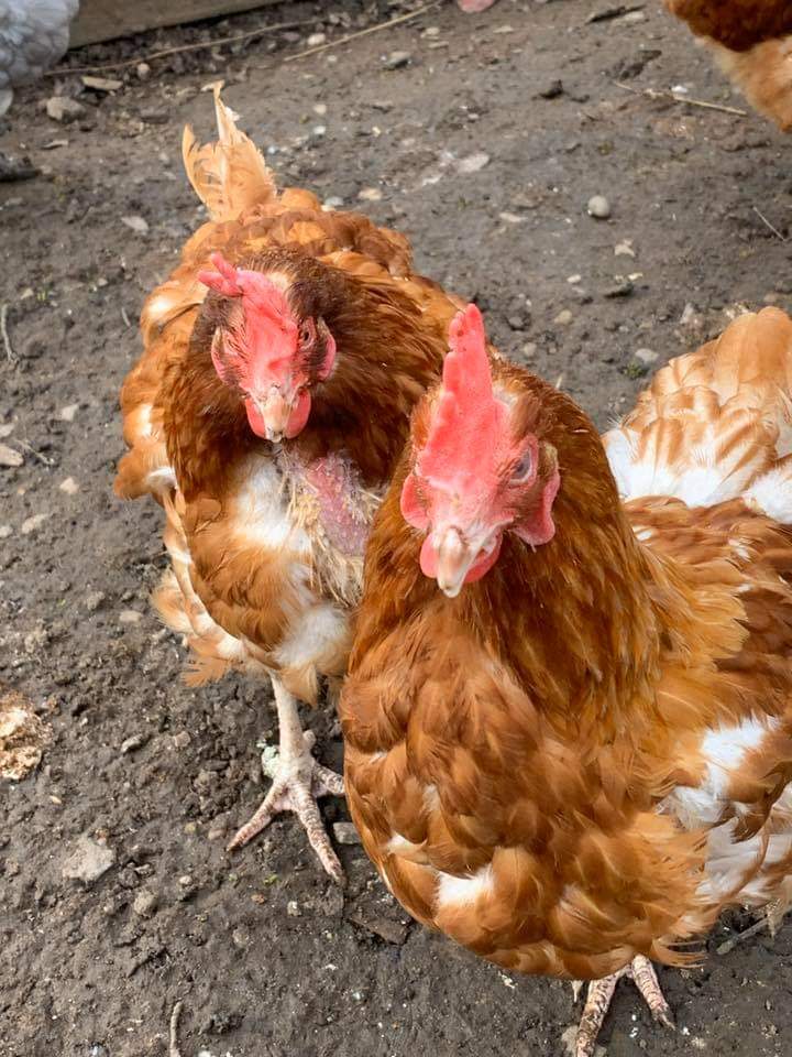 Atotonilco El Grande promueve paquetes de gallinas