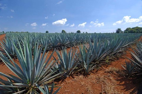 Robaron 100 magueyes; vinculados a proceso