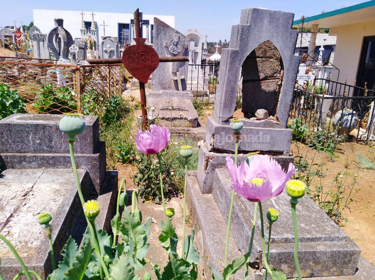 Amapola, la flor prohibida crece en el camposanto de Acaxochitlán