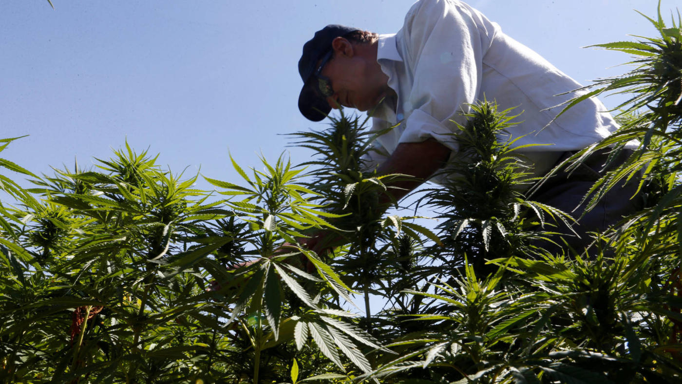 Eliminan licencias para cultivo de mariguana en comunidades campesinas