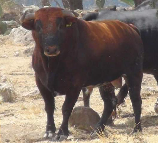 Permiten aforo del 20% para corrida en la plaza Vicente Segura