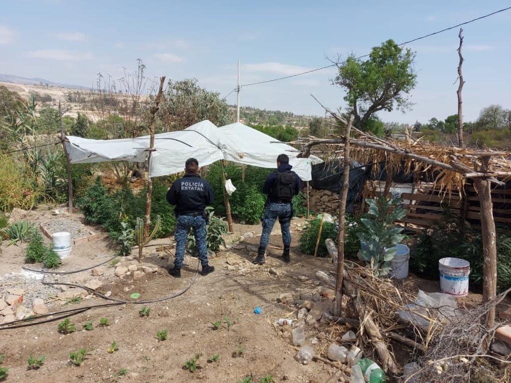 Hallan segundo sembradío de posible marihuana en Tepetitlán