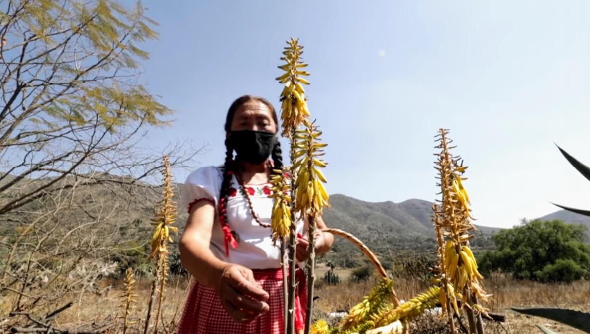 Analizan biodiversidad de las cocinas tradicionales