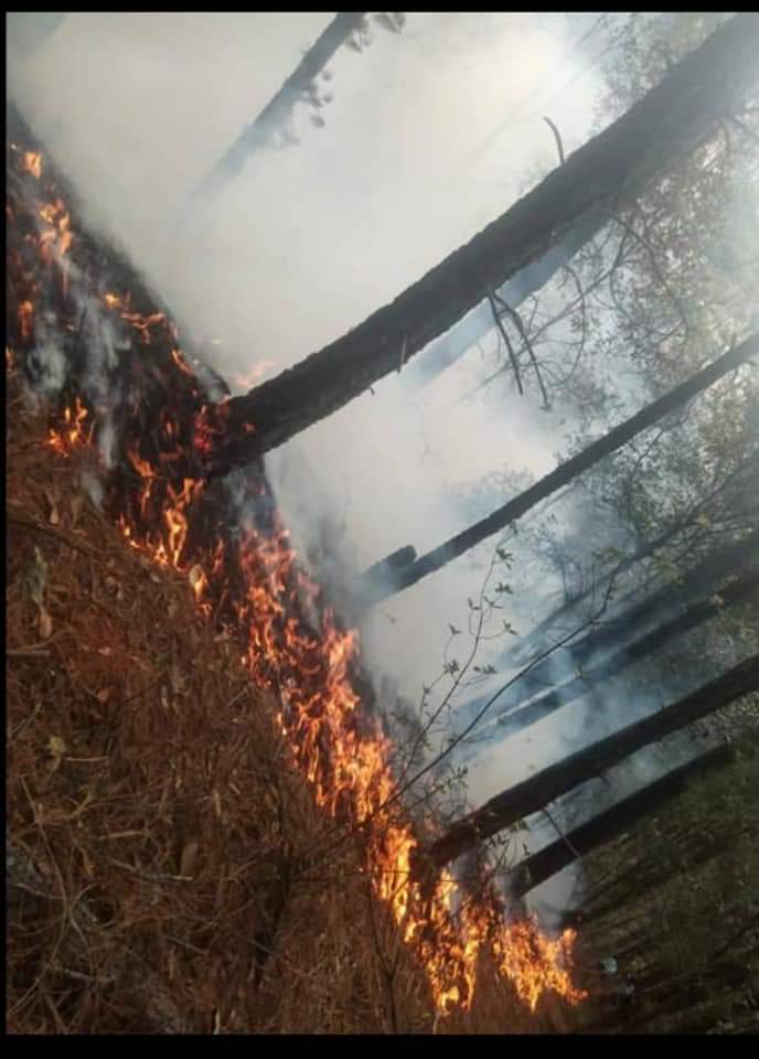 CFE no pagará daños por incendio en Parque Nacional Los Mármoles