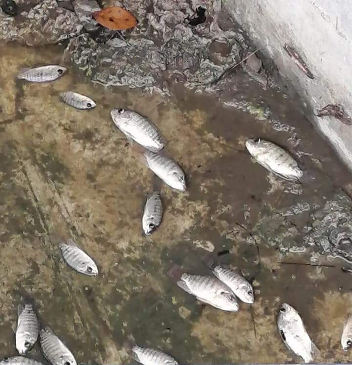 Mueren peces en Parque Ecológico de Huejutla por negligencia