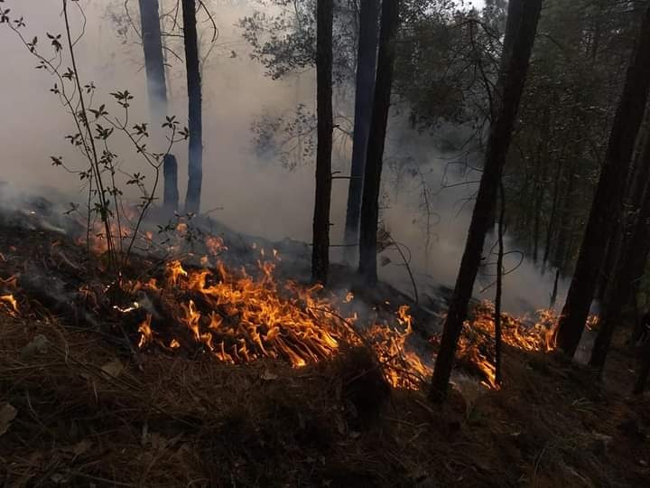 Afectó 726 hectáreas incendio forestal en Cardonal