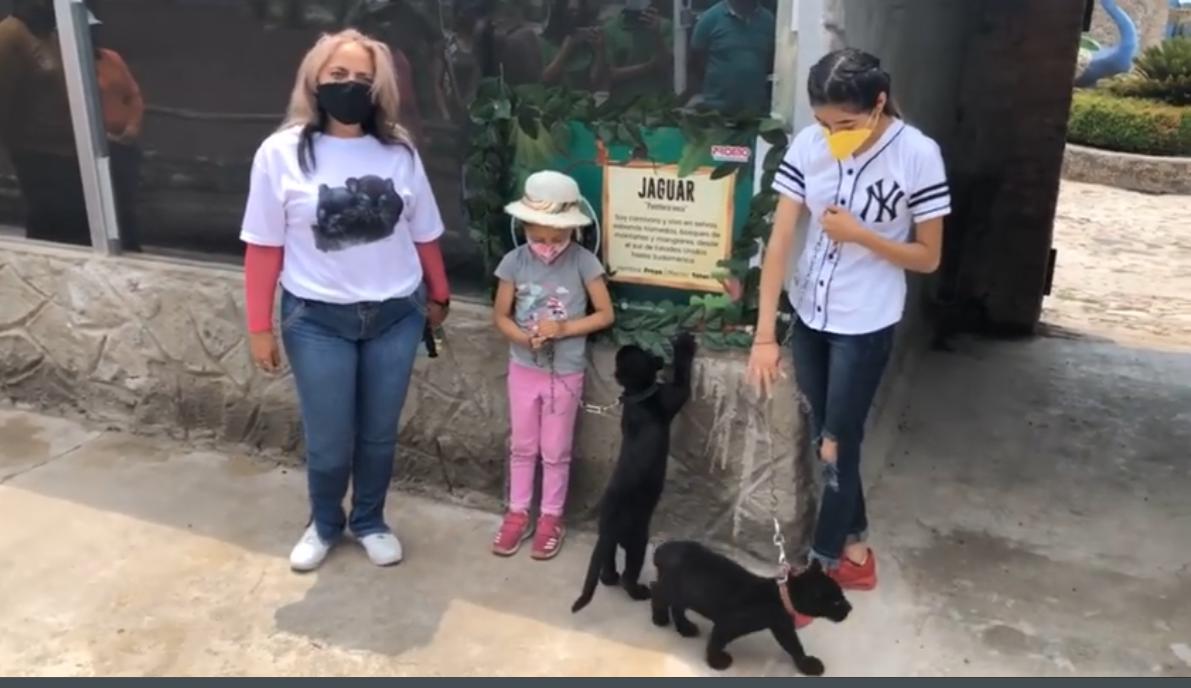 Tótec y Freya, nombres de los cachorros jaguar del Tuzoofari