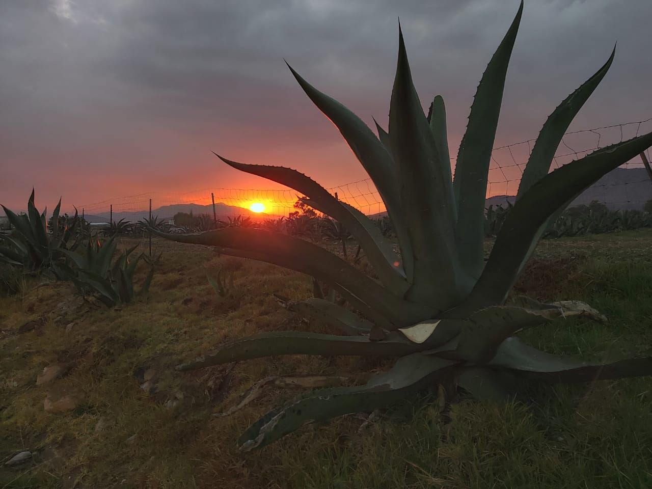 Buscan que pulque llegue a población joven