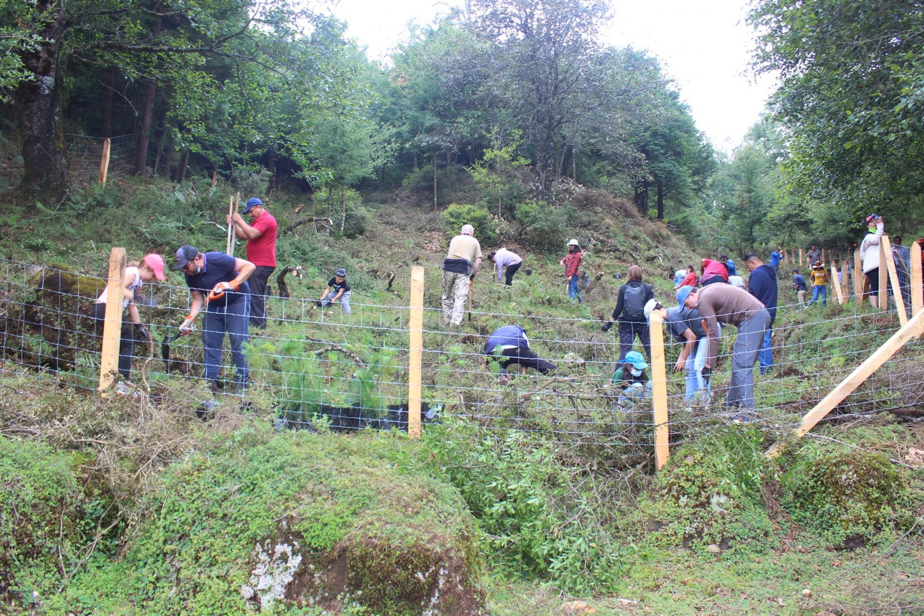 Reforestan comunidad de Agua Zarca, en Tenango de Doria