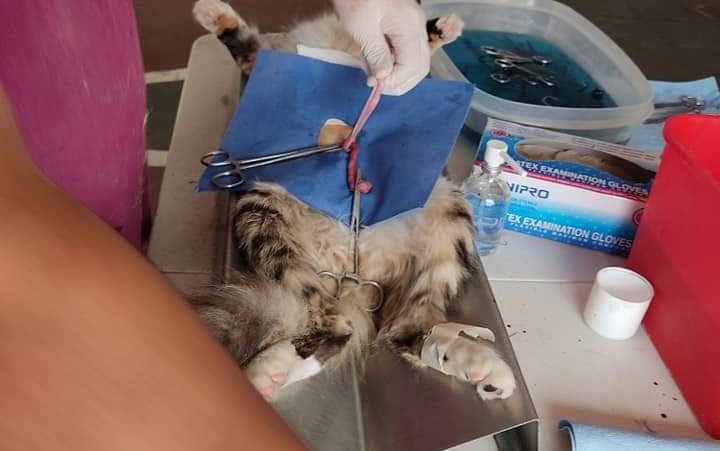 Inicia esterilización gratuita de mascotas en Pachuca