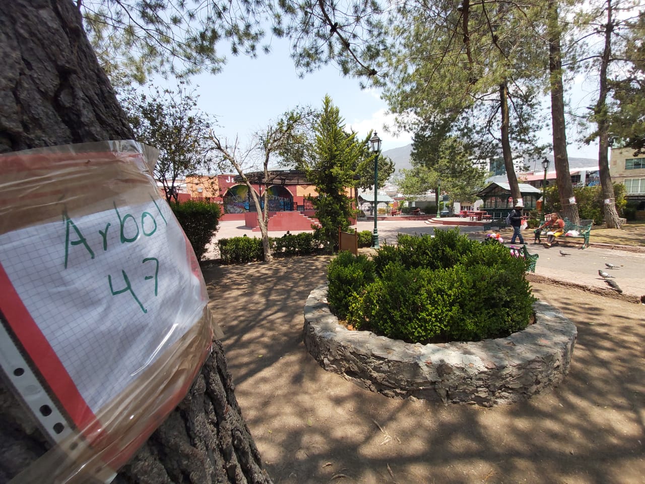 Numeran árboles del Jardín del Arte para evitar que los talen