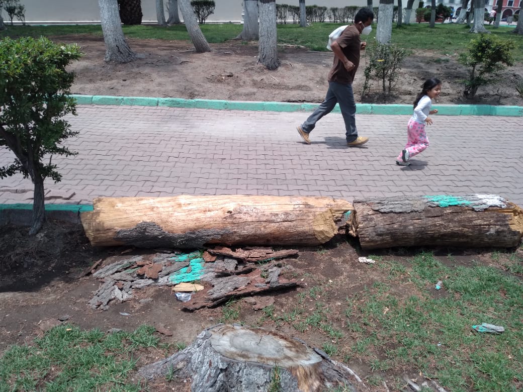 Derribarán árboles plagados de Plaza Juárez