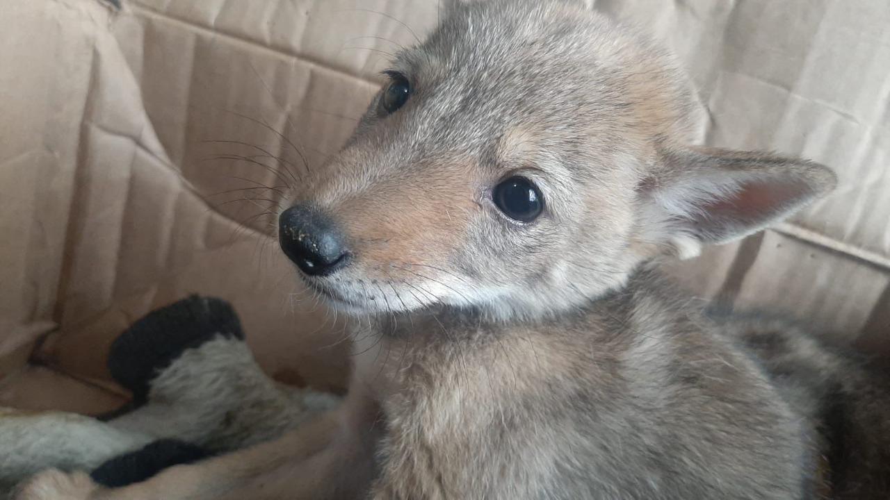 Rescatan en Mixquiahuala a coyotes cachorro