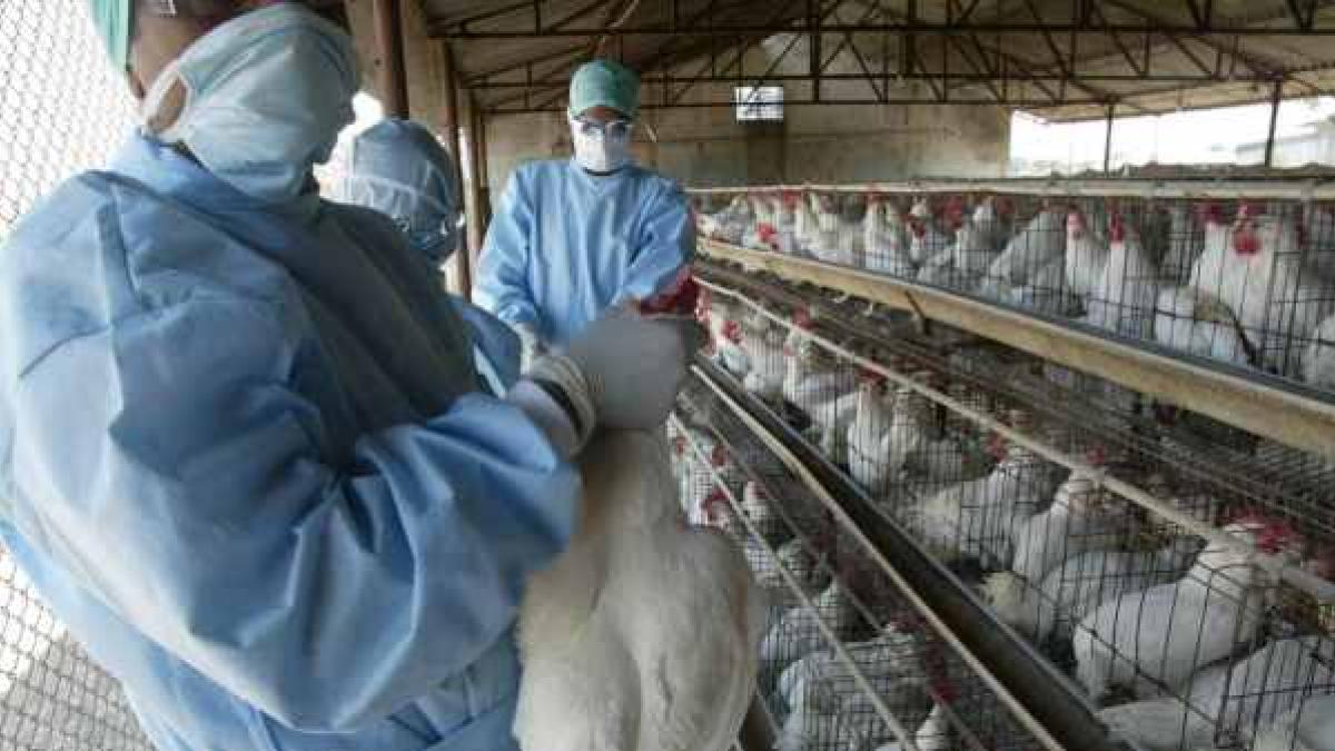 Nueva gripe H5N8 preocupa al mundo, ya contagió a 7 personas