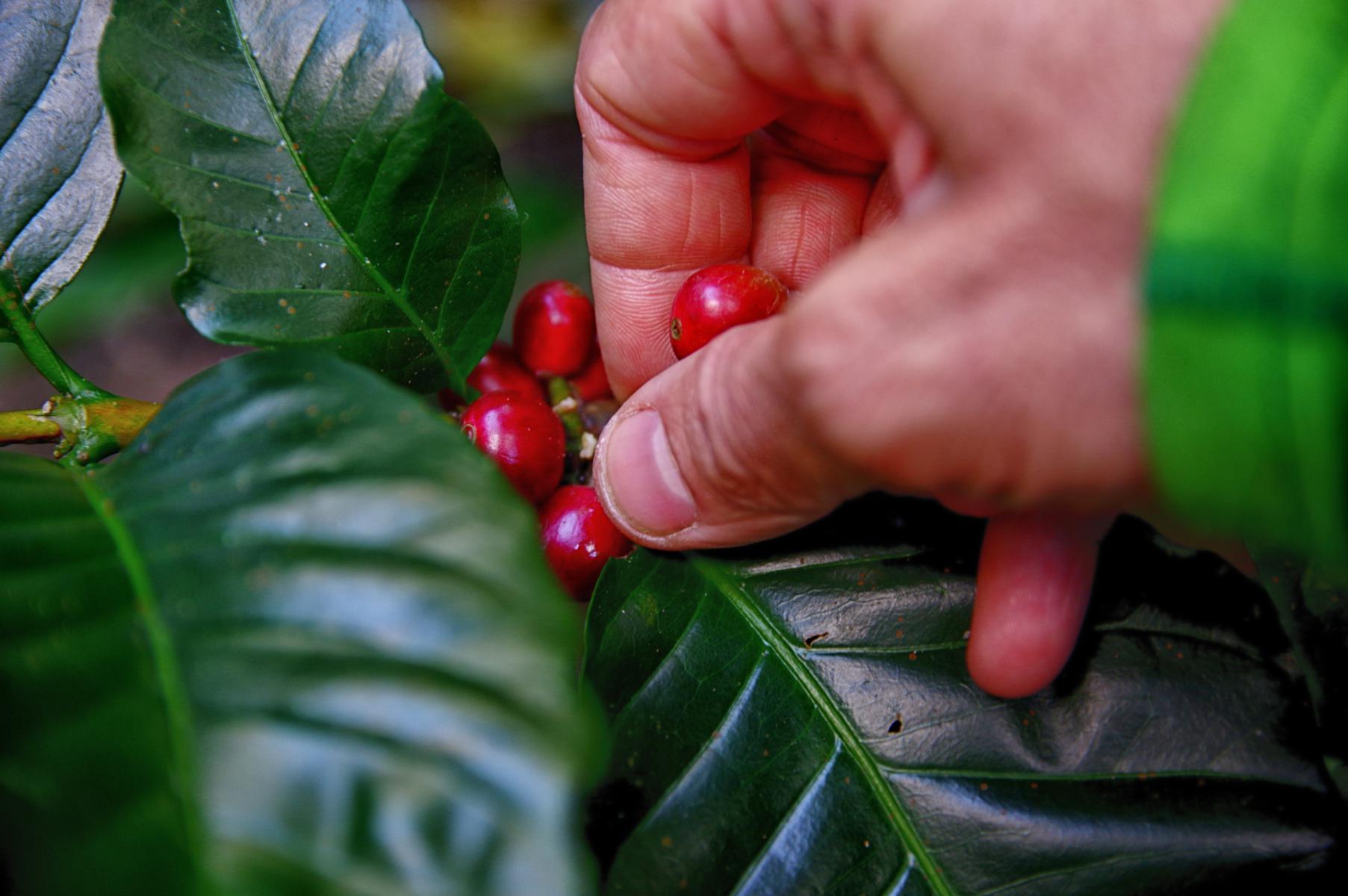 Lamentan productores extinción del Consejo Hidalguense del Café