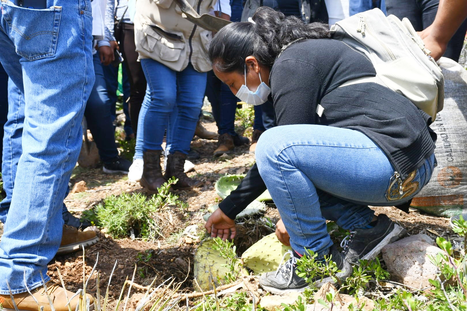 Sembrando Vida plantará 11 millones de árboles en Hidalgo