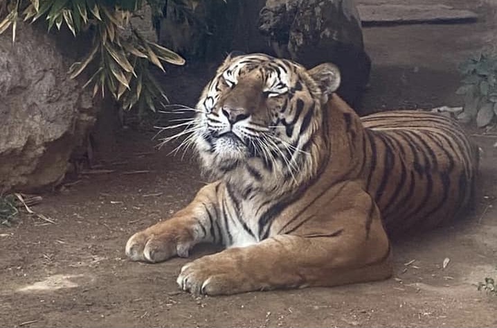 Una condición cardiaca degenerativa causó muerte del tigre Luno