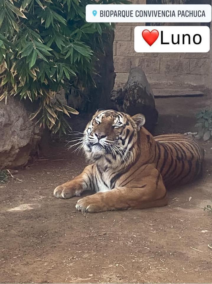 Activista pide aclarar muerte de tigre en Bioparque