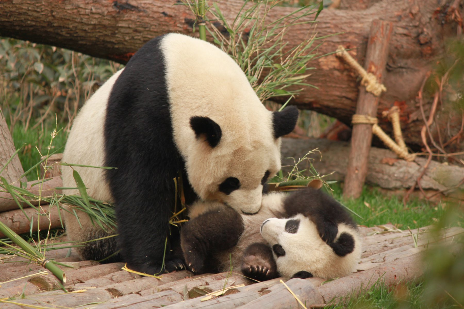 Osos panda ya no están en peligro de extinción