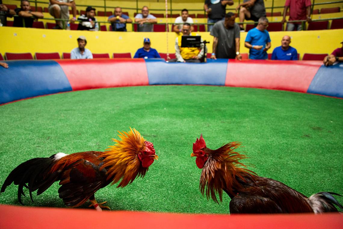 Peleas de gallos en Hidalgo ya son patrimonio cultural