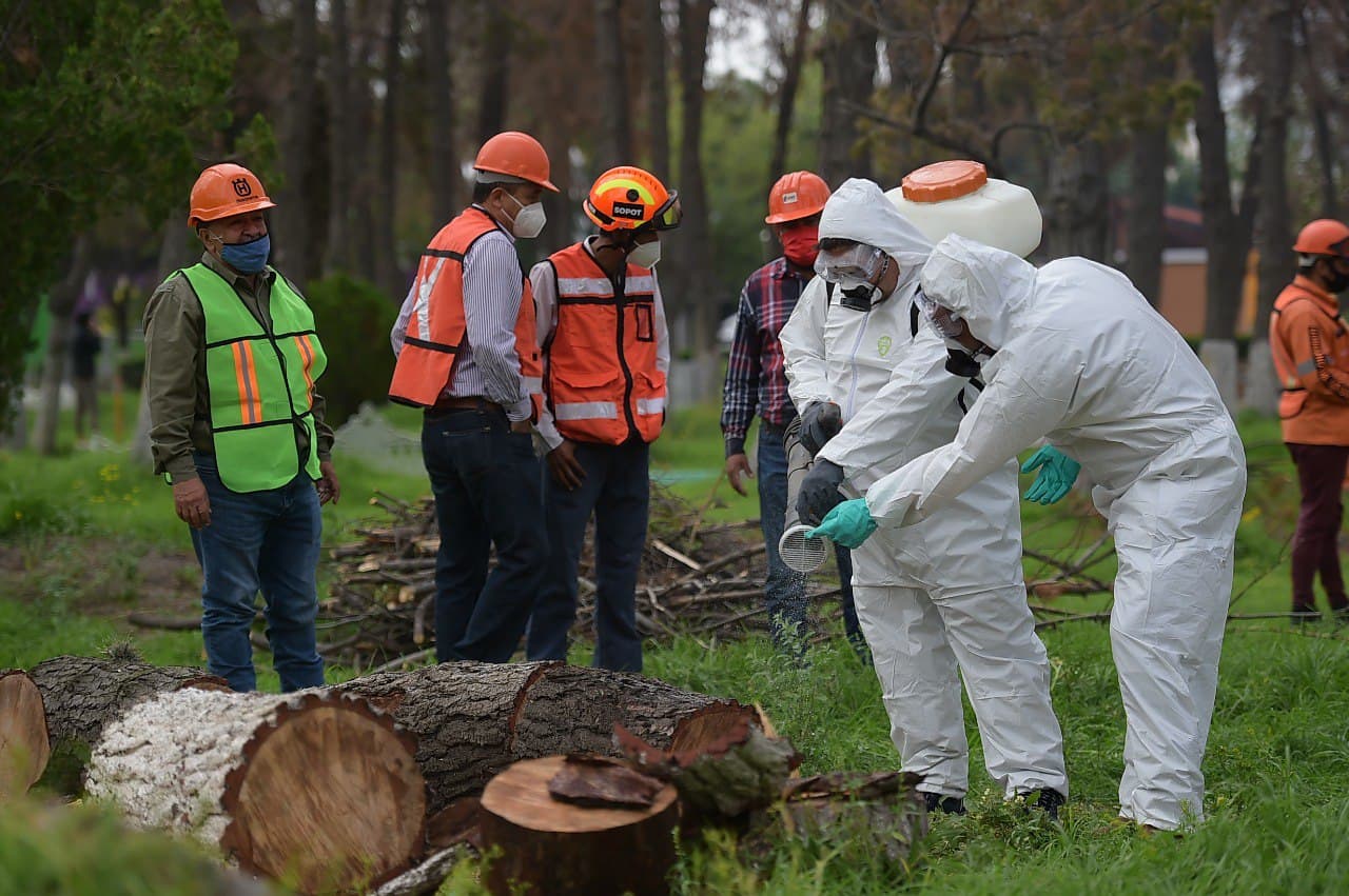 Plaga destruye mil 605 hectáreas de bosque en Hidalgo