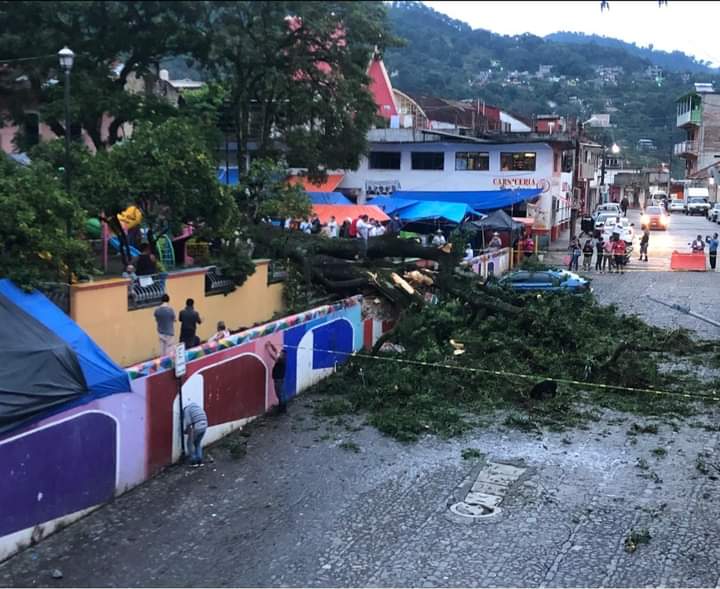 Cae árbol histórico en San Bartolo Tutotepec; tenía 160 años de antigüedad