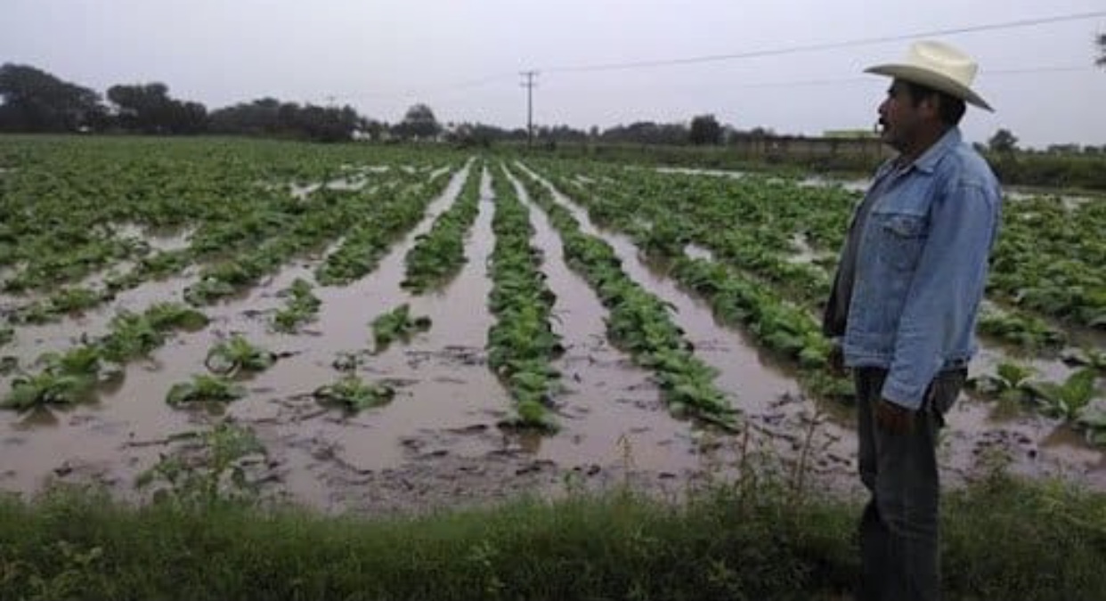 Lluvias destruyen 3 mil 200 hectáreas de cultivos en Hidalgo