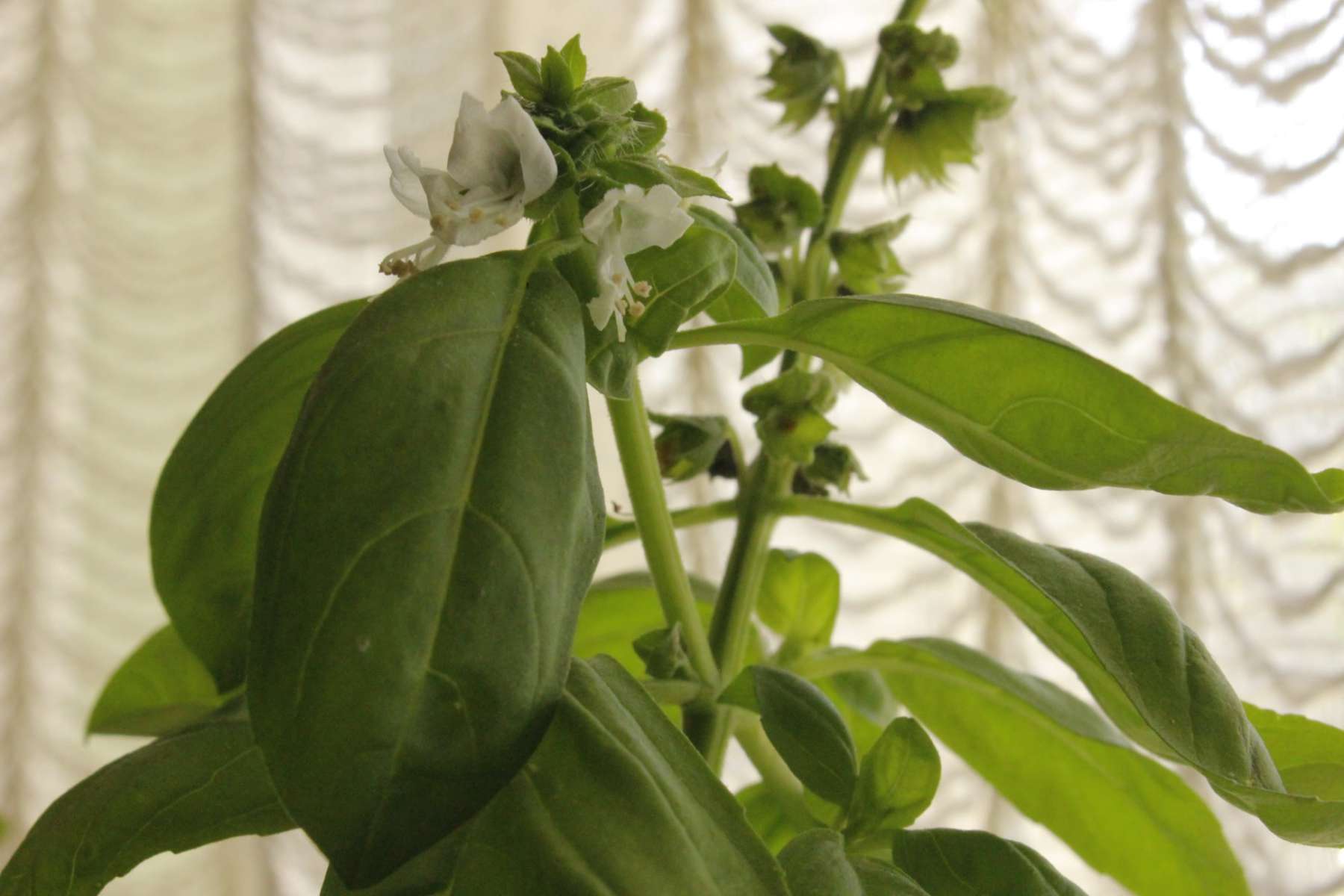 Llega el trueque de plantas en Helado Oculto