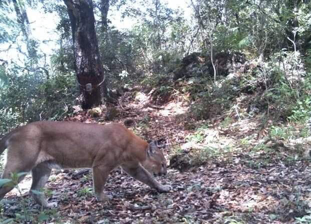 Confirman presencia de puma y jaguar en Parque Nacional Los Mármoles