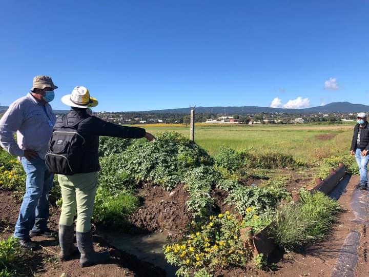 Derribaron 300 árboles para ejecutar obra en Cuautepec