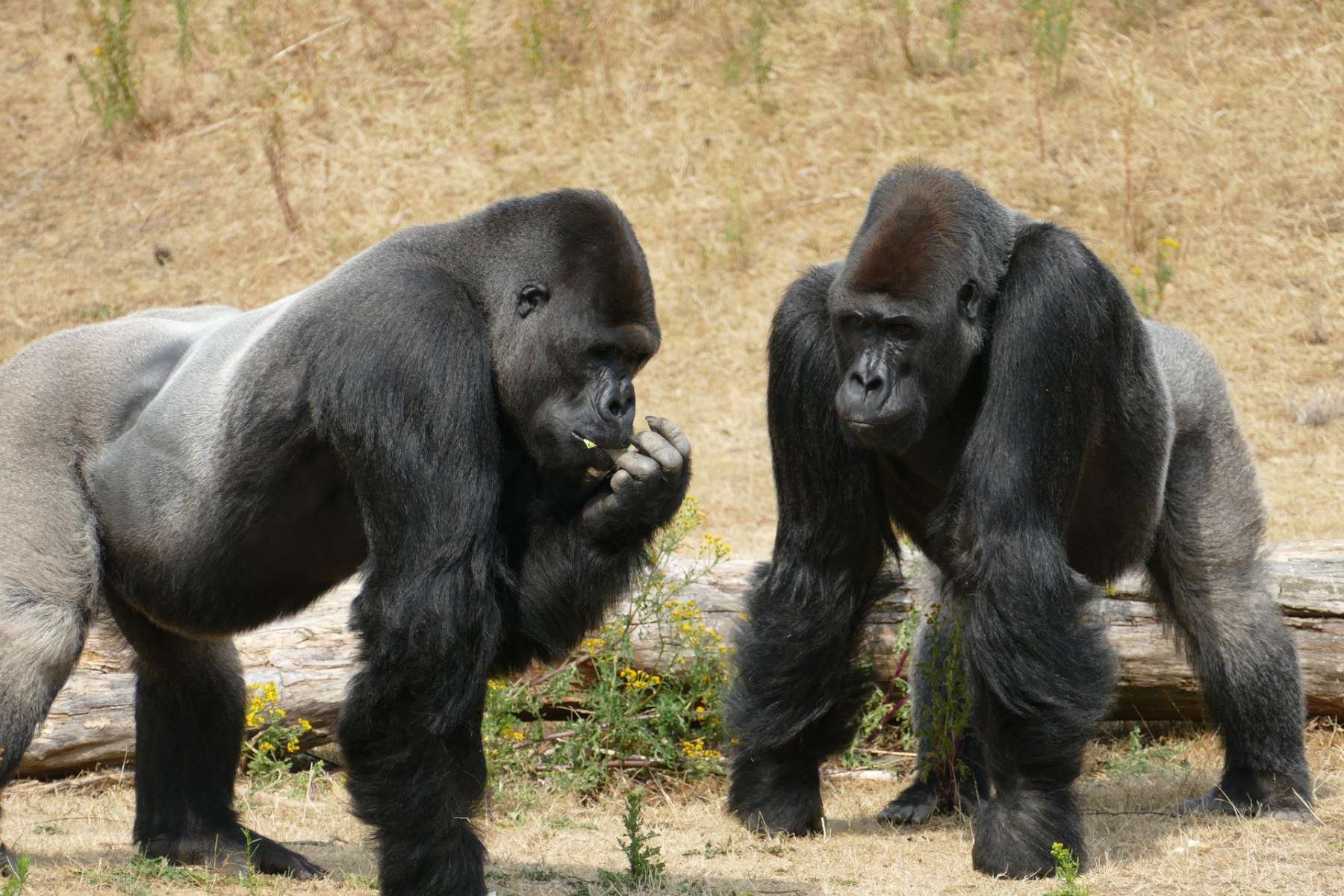 Gorilas del zoológico de Atlanta dan positivo a Covid-19