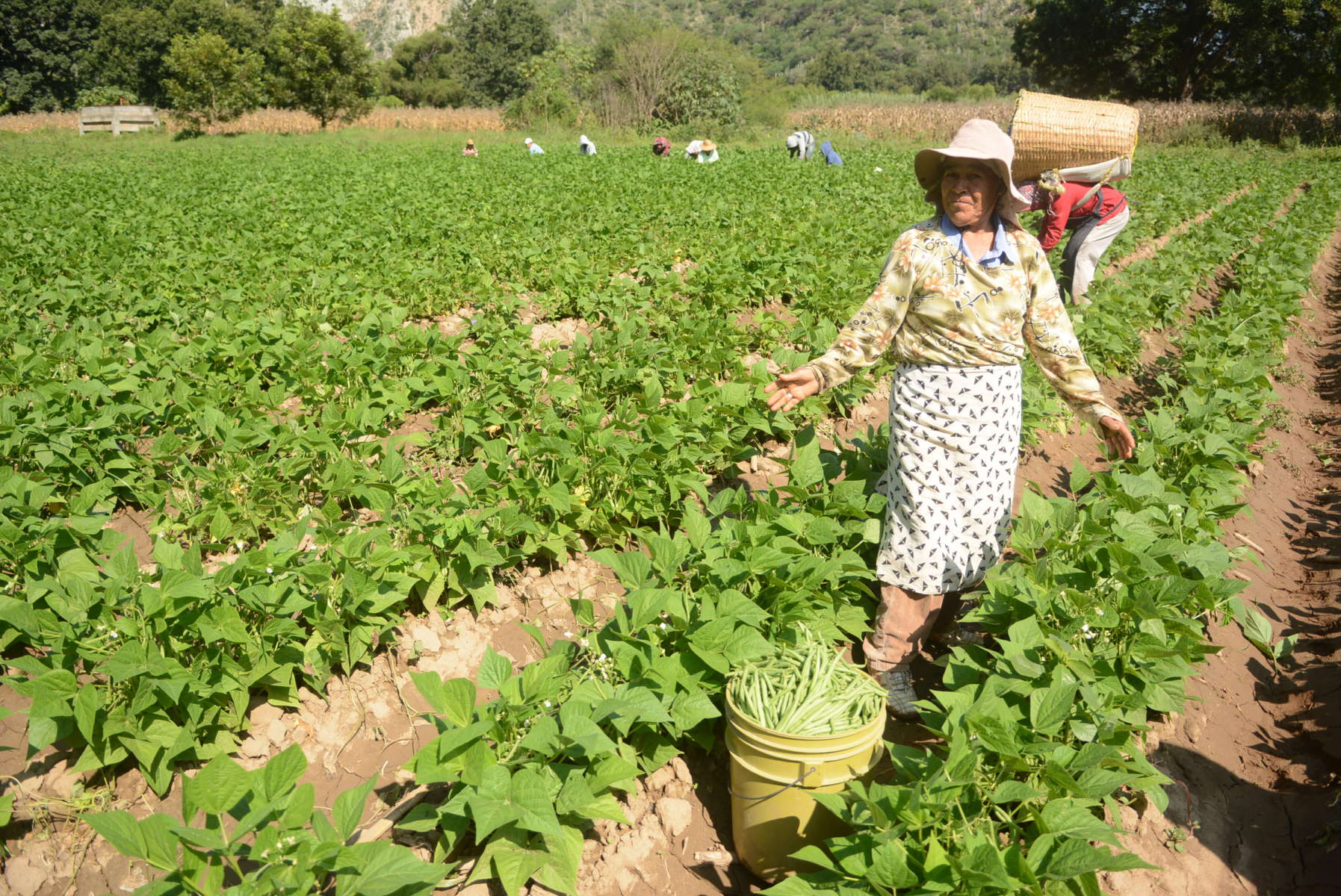 Casi 30 mil mujeres se dedican al campo en Hidalgo