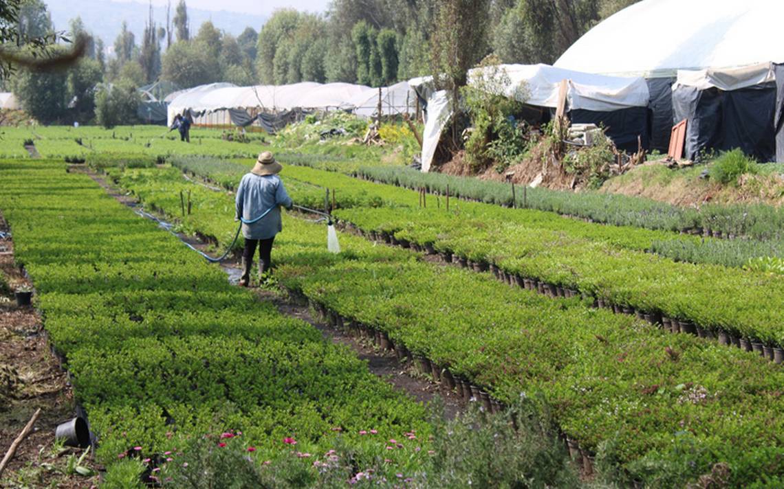 Plantarán 9 millones de árboles en Hidalgo del programa Sembrando Vida