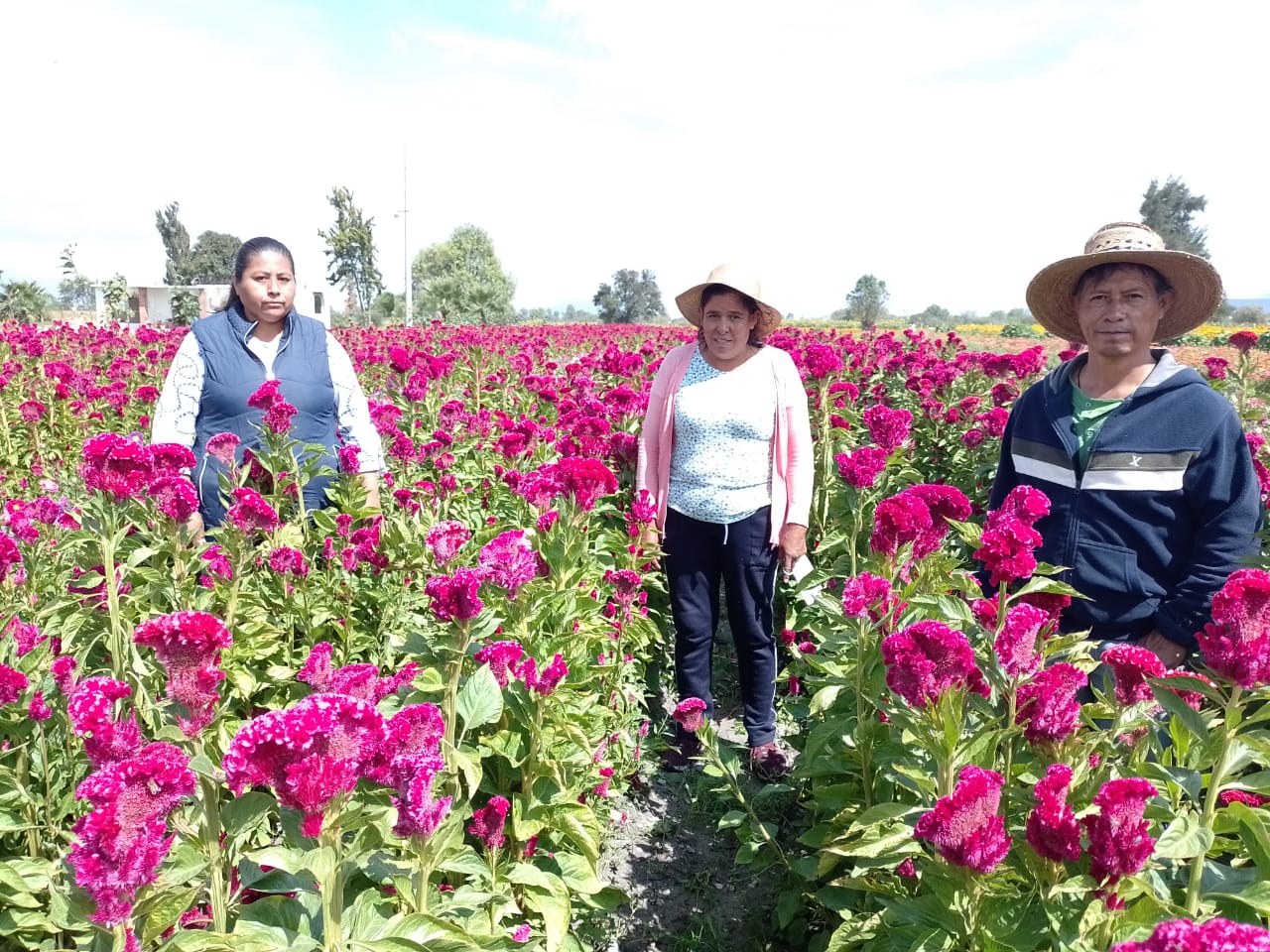 Doxey comenzará venta de flor de Día de Muertos esta semana