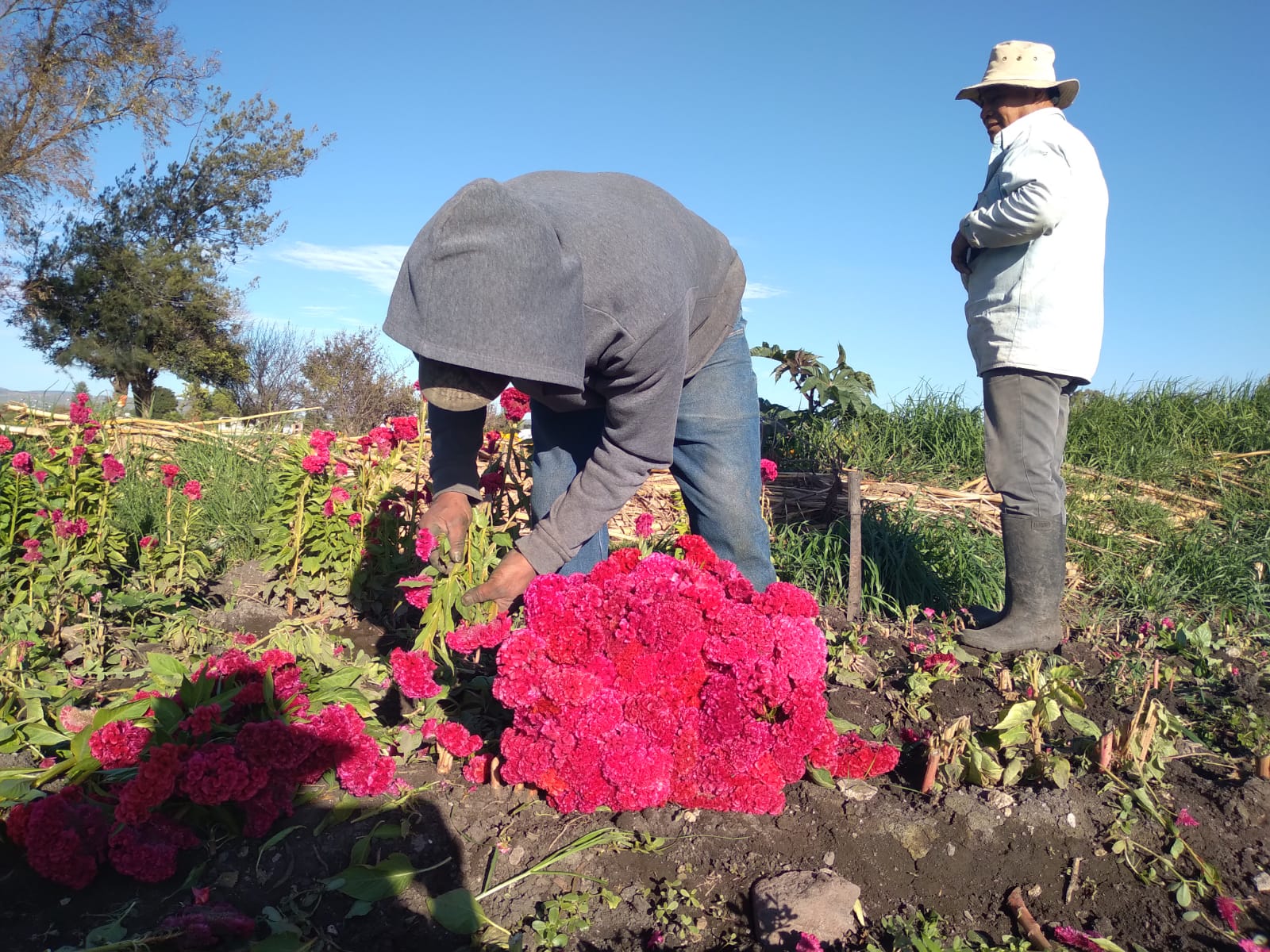 Aumentan ventas de productores de flor en Doxey por Día de Muertos