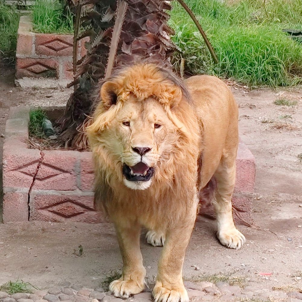 Decomisan un león africano en domicilio de Hidalgo