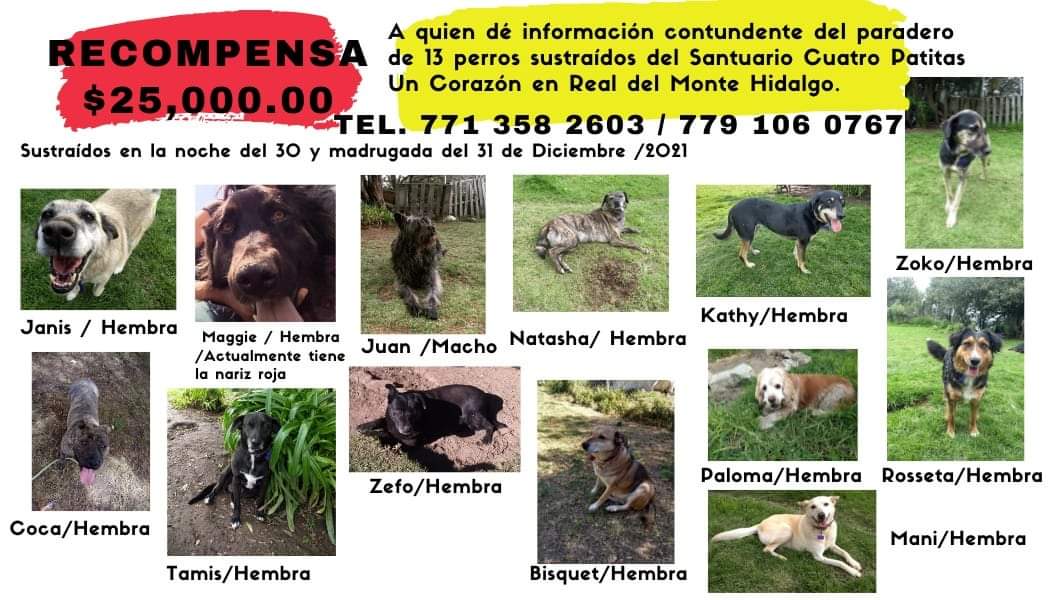 Se roban 13 perros de refugio en Real del Monte