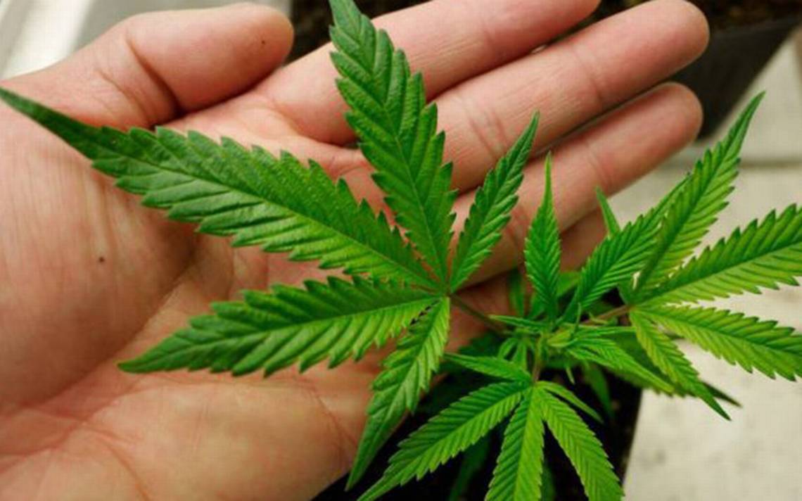 Estudio revela que mariguana ayuda a prevenir Covid