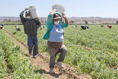 Sedagroh deberá impulsar derechos de las mujeres en el campo