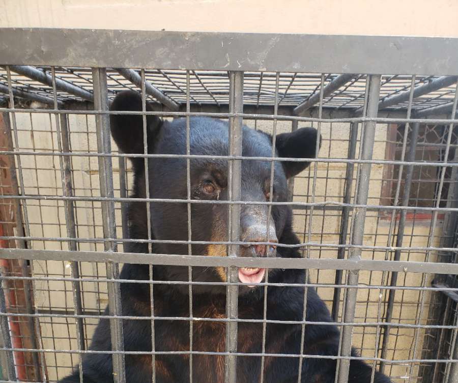 Profepa traslada dos osos a Hidalgo provenientes de Nuevo León