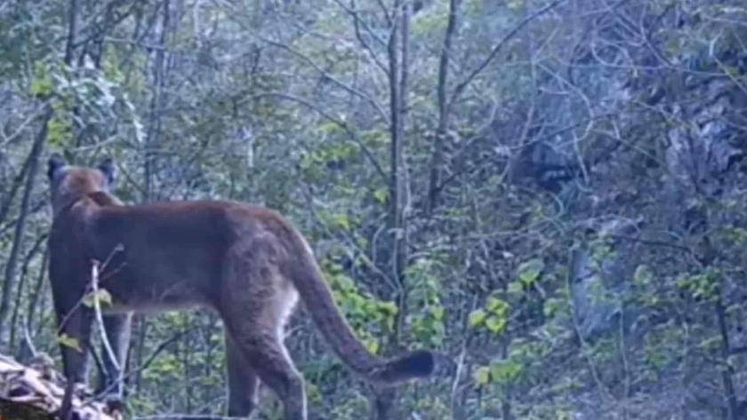 VIDEO | Captan presunta presencia de puma en Tlahuiltepa, Hidalgo