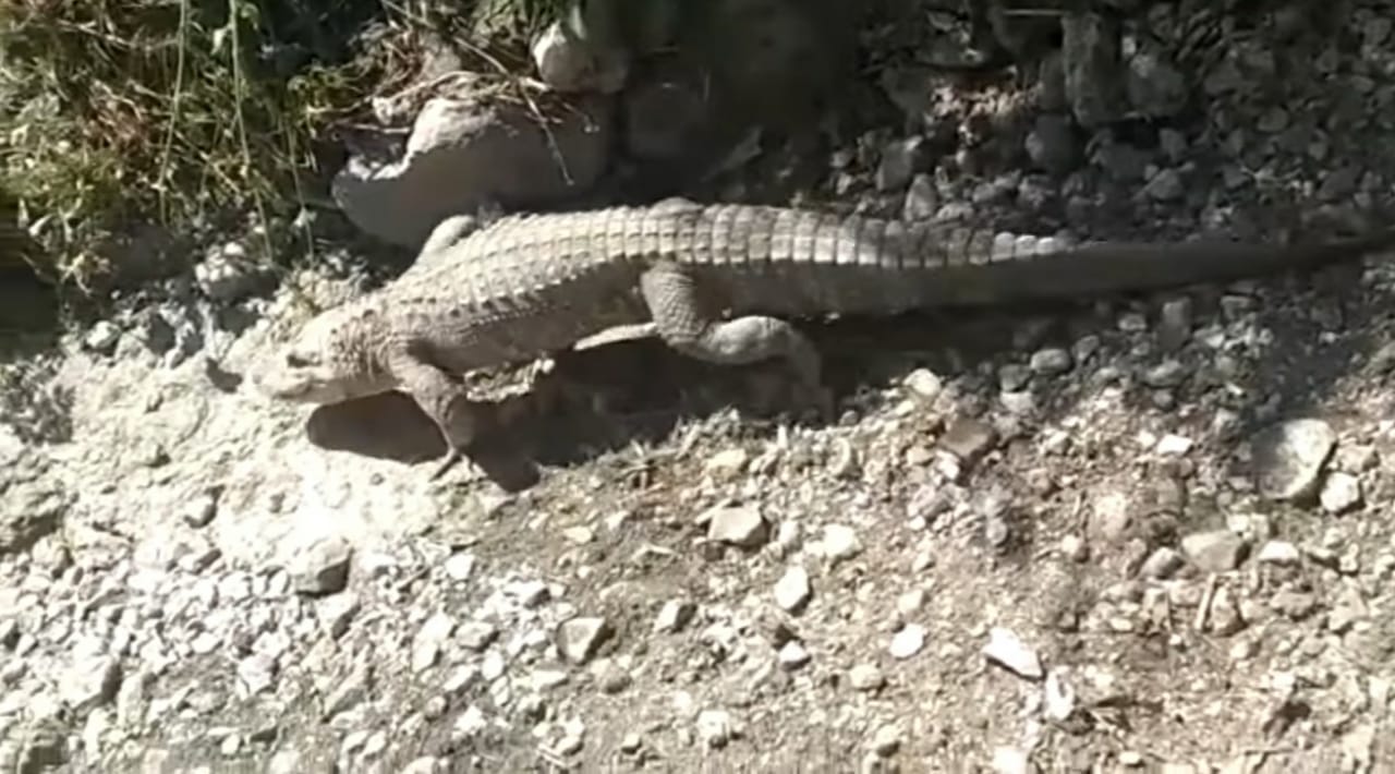 VIDEO | Encuentran cocodrilo en zanja de riego en Francisco I. Madero