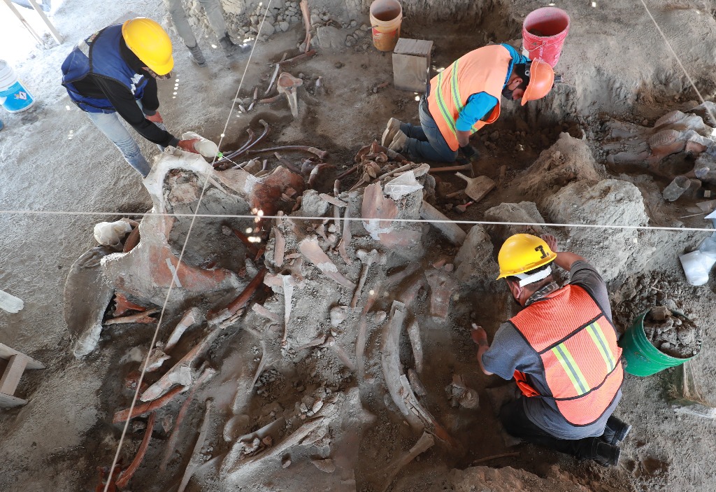 Museo exhibe restos de cientos de mamuts hallados en obras del aeropuerto Felipe Ángeles