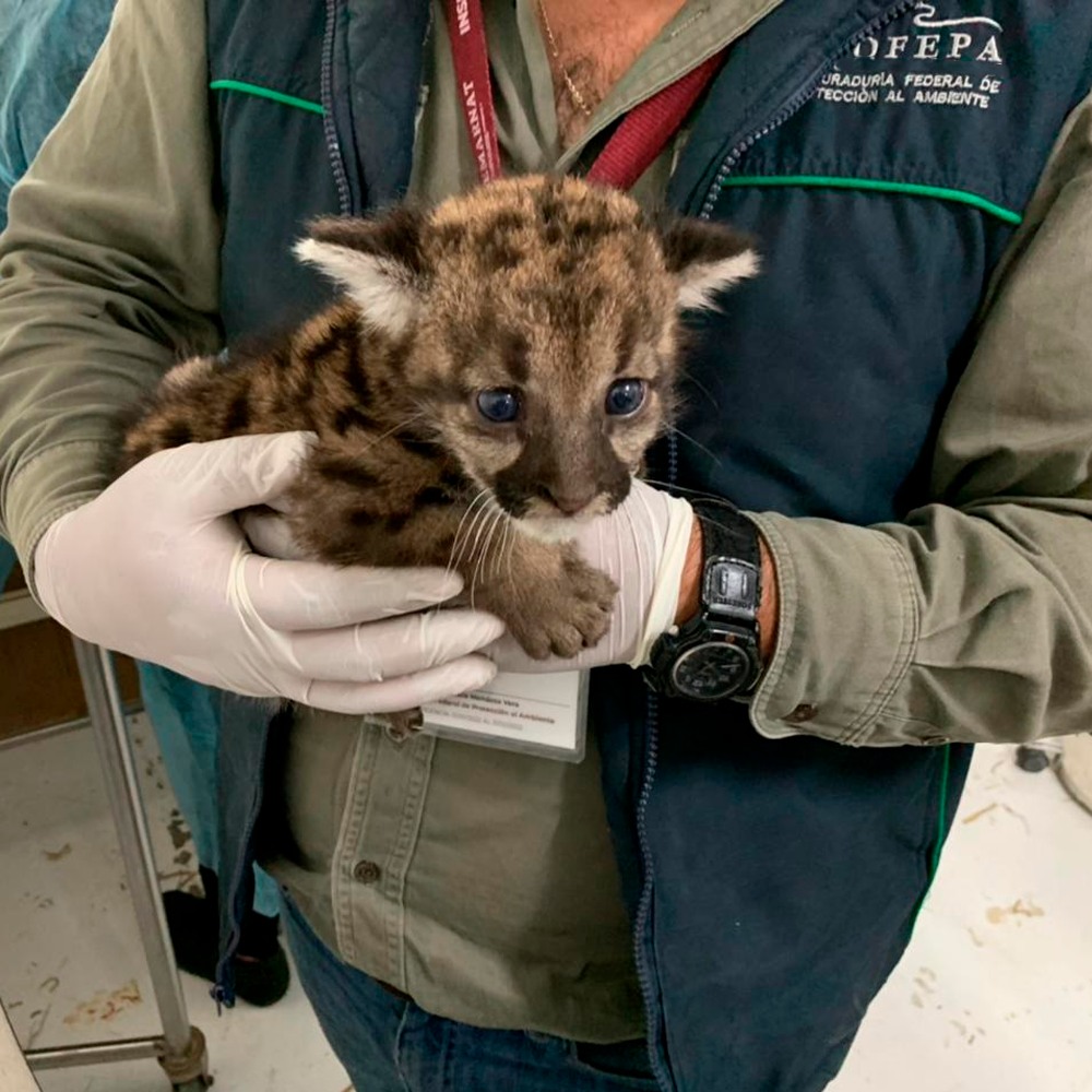 Profepa rescata 3 crías de puma en domicilio particular de Hidalgo